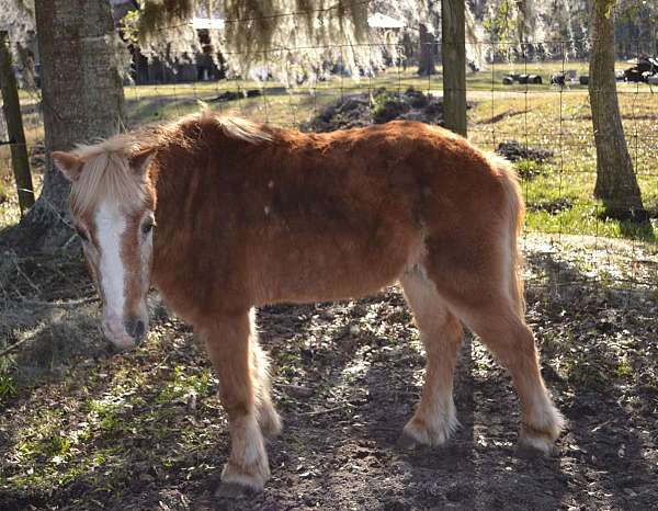 older-gelding-pony