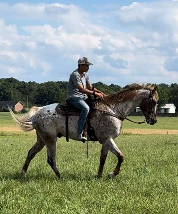 beginner-appaloosa-horse