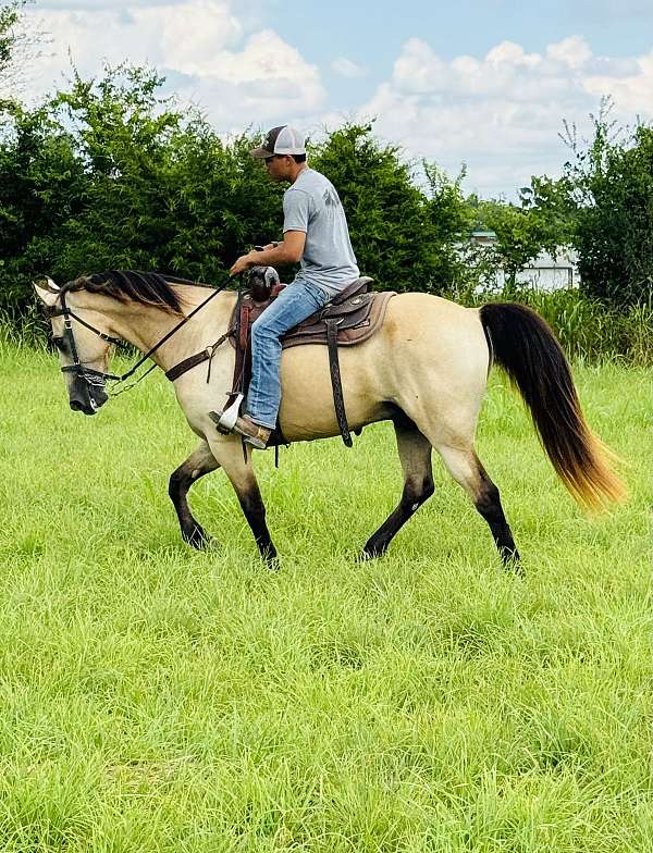 all-around-tennessee-walking-horse