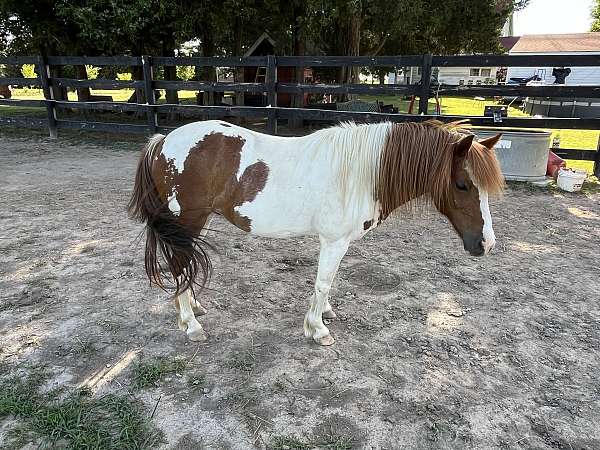 experienced-miniature-donkey