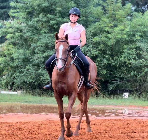 4yo-gelding