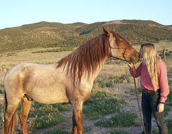 therapy-rocky-mountain-horse