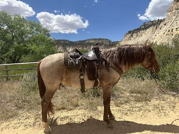 tennessee-walking-horse-rocky-mountain