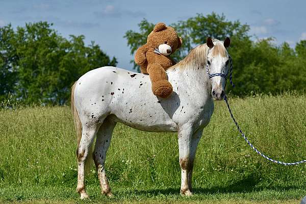 trail-horse-appaloosa