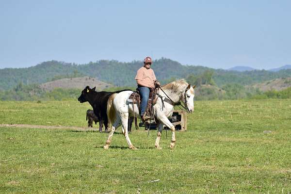 rodeo-appaloosa-horse