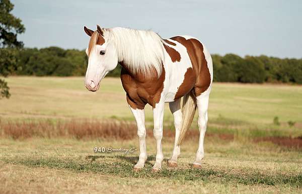 see-picture-horse