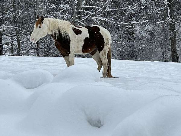 ranch-versatility-paint-horse