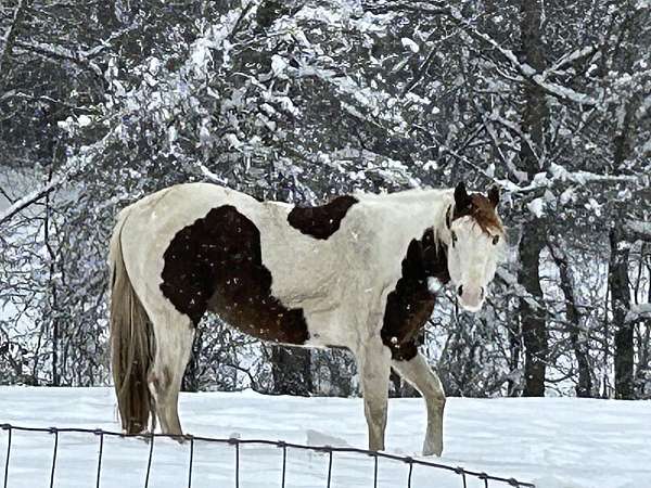 ranch-work-paint-horse