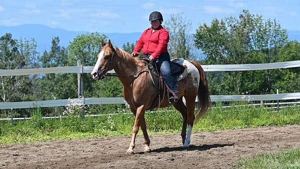 appaloosa-gelding