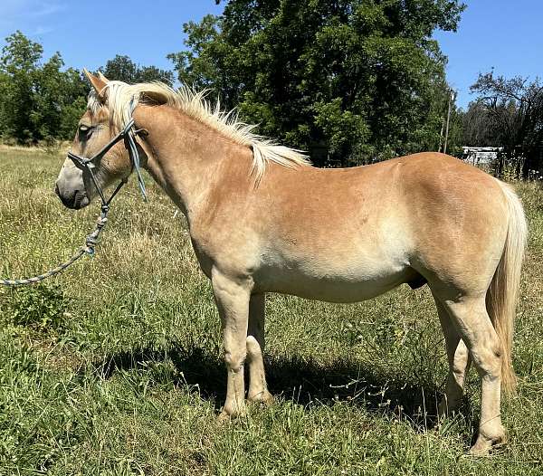 anyone-can-ride-haflinger-horse