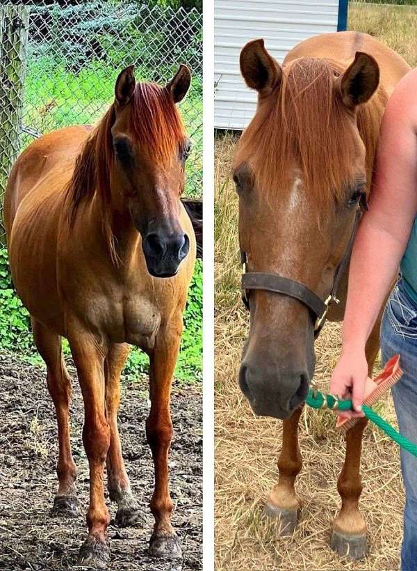 red-dun-zebra-stripes-on-legs-horse