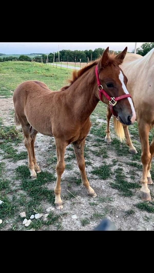 babies-paso-fino-horse