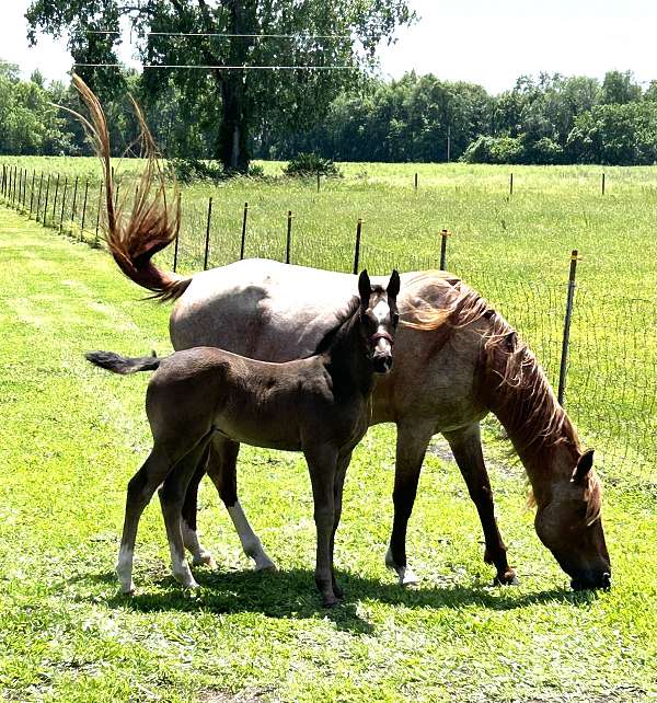 star-two-rear-docks-horse