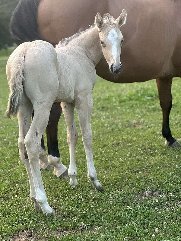 foals-quarter-horse