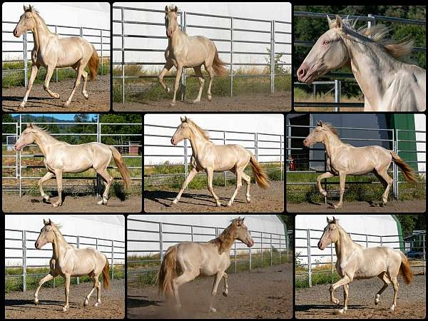 14-hand-lusitano-stallion