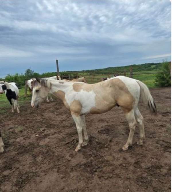 dunskin-overo-paint-horse