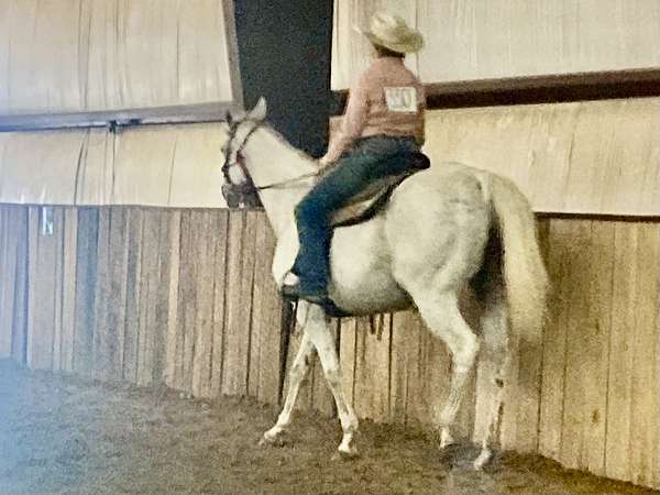 barrel-thoroughbred-horse