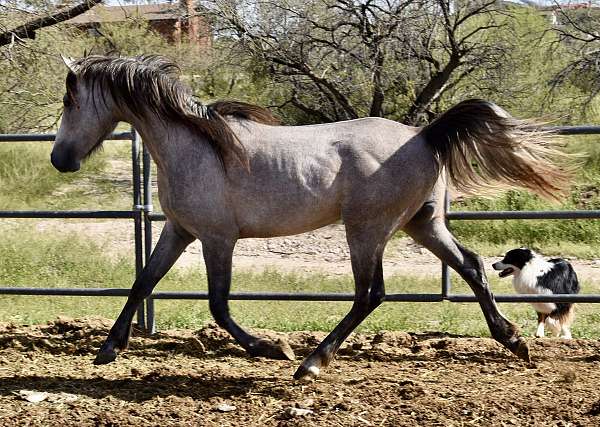 grey-arabian-gelding