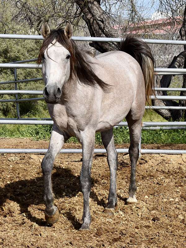 grey-arabian-gelding