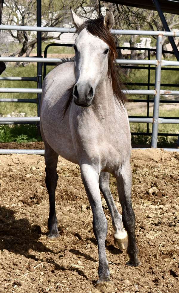 egyptian-sired-arabian-horse