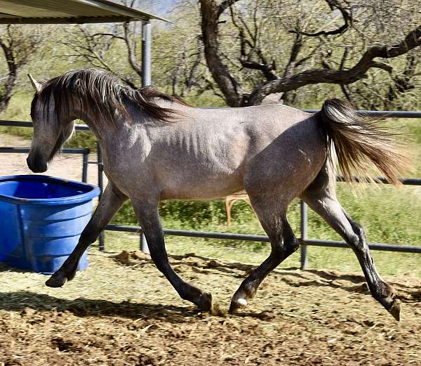 wolf-arabian-horse