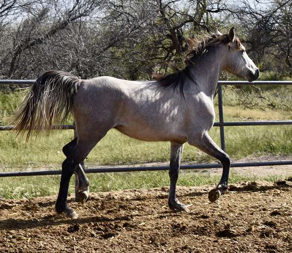 al-khamsa-gelding