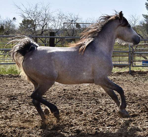 egyptian-sired-gelding