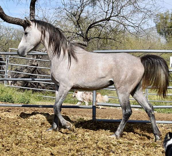 egyptian-sired-horse