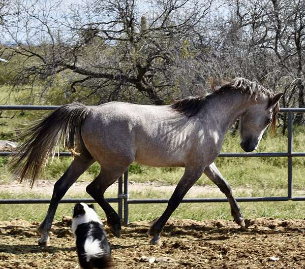 al-khamsa-arabian-horse