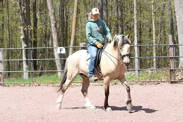 dunskin-hind-stockings-horse