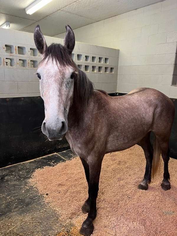 dappled-mustang-horse