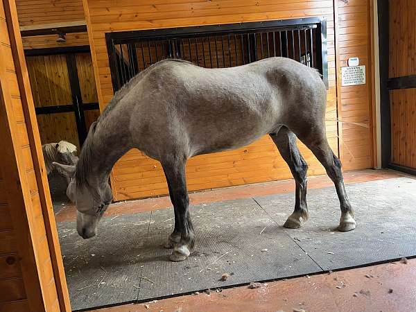 natural-horsemanship-training-mustang-horse