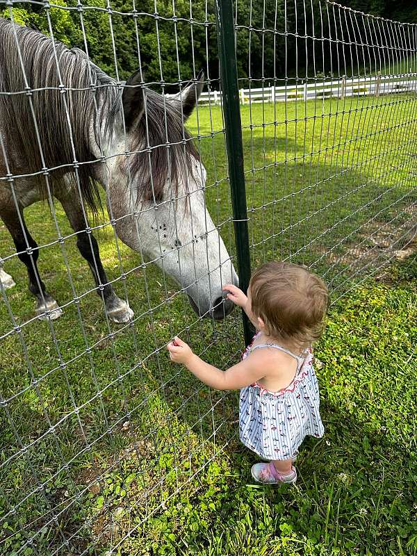 trail-riding-mustang-horse