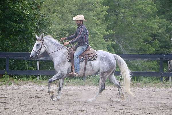advanced-beginner-andalusian-horse