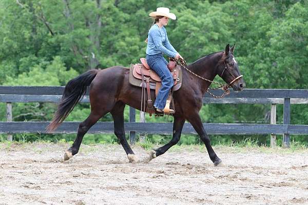 working-equ-mustang-horse