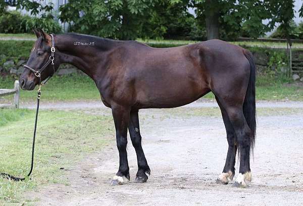 brown-vaquero-horse