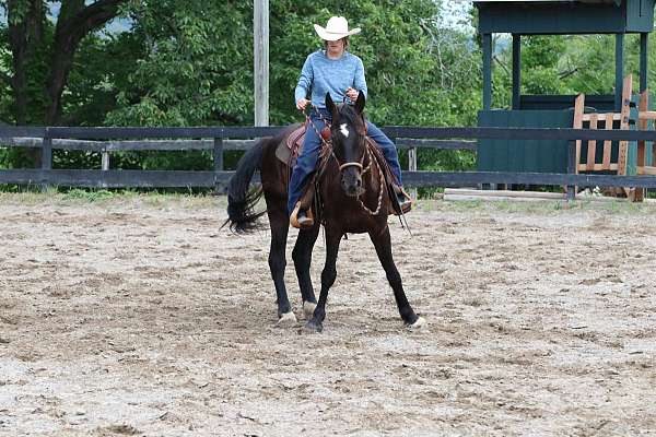 brown-working-equ-horse