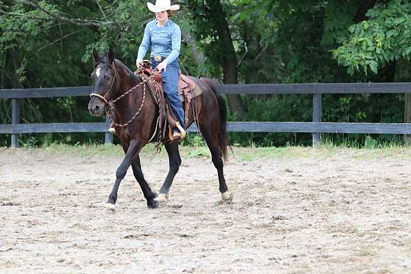 brown-star-horse