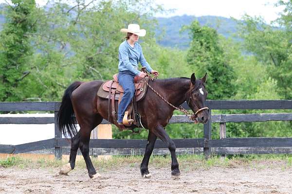 athletic-mustang-horse