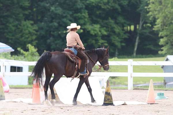 dressage-mustang-horse