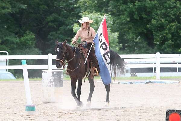 endurance-mustang-horse