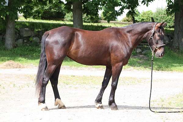 horsemanship-mustang-horse