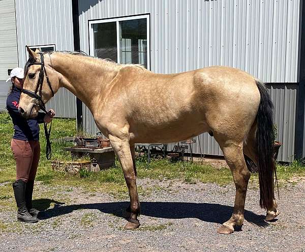 hunt-seat-equitation-lusitano-horse