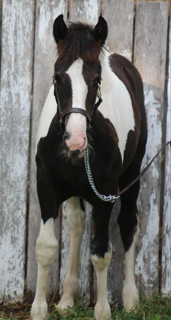 black-blaze-tobiano-pinto-horse