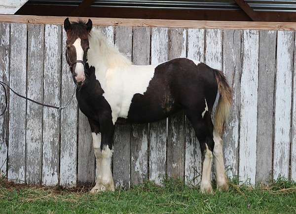 gypsy-vanner-vanner-horse