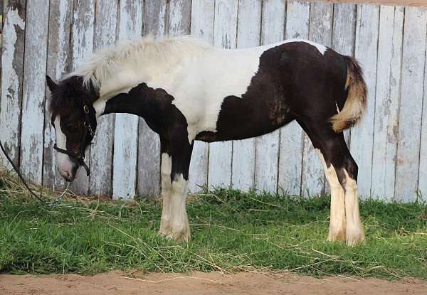 blaze-tobiano-pinto