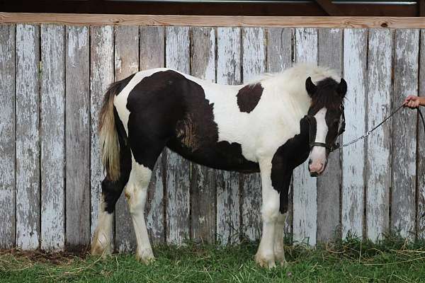 blaze-tobiano-pinto-horse