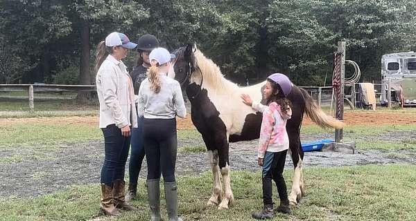 all-around-gypsy-vanner-horse