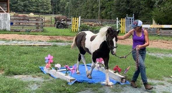 cross-gypsy-vanner-horse