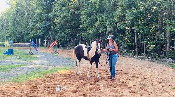 qh-cross-gypsy-vanner-horse